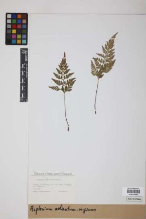 Asplenium adiantum-nigrum L.
