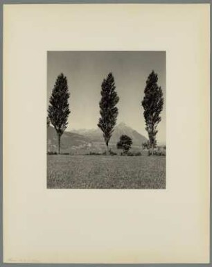Thunersee mit Wiesen