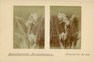 Sumpf-Schwertlilie : Sumpf-Schwertlilie (Iris pseudacorus Linnaeus), auch als Wasser-Schwertlilie bekannt.