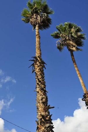 Königspalmen : Diese zwei Königspalmen stehen in einem Park im Zentrum von Marrakesch, aufgenommen am 02.11.2008. Foto: Uwe Gerig