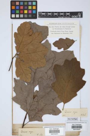 Quercus nigra L.