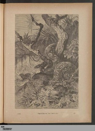 Abb. 32: Abgottschlange (Boa constrictor)