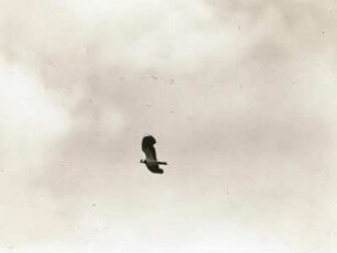 Kiebitz (Vanellus vanellus L.) beim Flug
