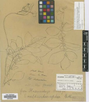 Solanum multiinteruptum Bitt.