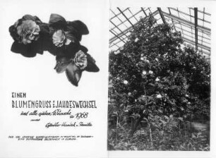 Grußkarte zum Jahreswechsel 1967/1968 : Einen Blumengruß zum Jahreswechsel. Grußkarte des Fotografen aus Roßwein zum Jahreswechsel 1967/1968 (mit Foto der 200jährigen Kamelie aus dem Wolfstal)
