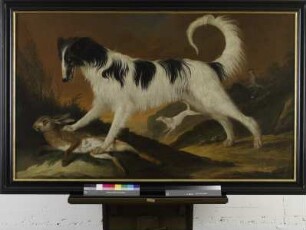 Türkischer Windhund mit erlegtem Hasen