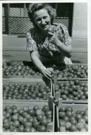 Verkauf von bulgarischen Tomaten am Alexanderplatz