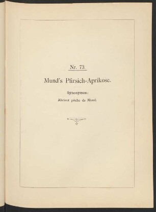 Nr. 73. Mund's Pfirsich-Aprikose