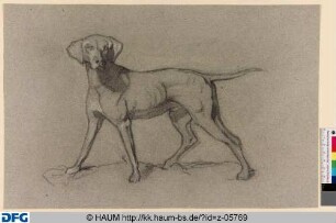 Studie eines Jagdhundes