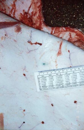 Fotografie: Precision Livestock Farming, Tieridentifikation, Implantat