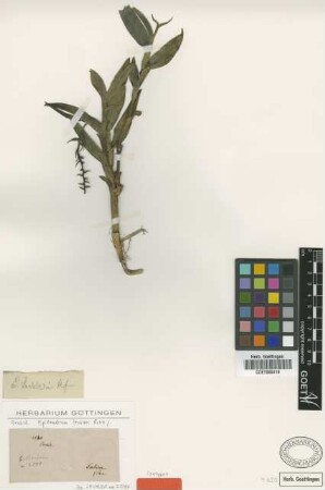 Epidendrum lechleri Rchb.f. [isotype]