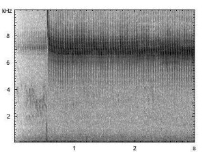 Feldschwirl | Locustella naevia - Gesang