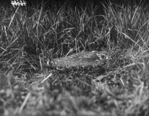 Kiebitz : Borsumer Moor, Kiebitz (Vanellus vanellus L.), Jungvogel geduckt.