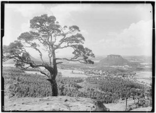 Blick vom Papststein nach Gohrisch mit Kiefer