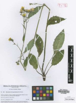Hieracium boreoapenninum Gottschl. [paratype]