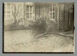 Der Pfau im Schlosshof zu Wörlitz