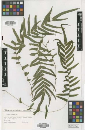 Pteris vittata L.
