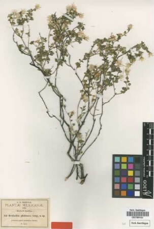 Brickellia glutinosa A.Gray [type]