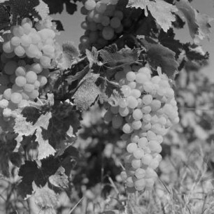 Landschaftsbild der bulgarischen Rhodopen. Weinlese um Peruschtiza