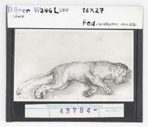 Albrecht Dürer: Löwe, Warschau, Universitätsbibliothek