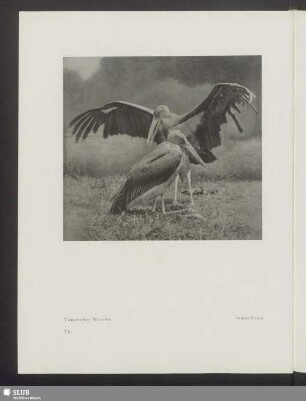 Tanzender Marabu