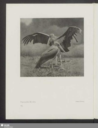 Tanzender Marabu