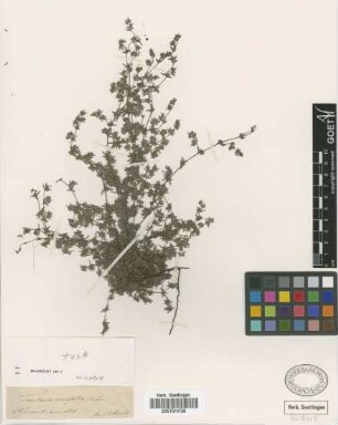 Frankenia ericifolia C.Sm.