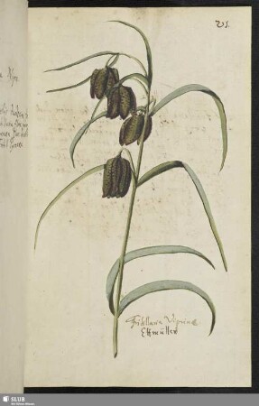 [Florae et Plantae Hortensium]