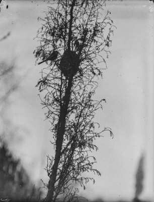 Schwanzmeise : Ein Schwanzmeisen-Pärchen (Aegithalos caudatos Linnaeus) beim Nestbau.