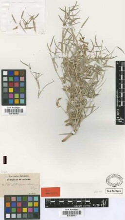 Astragalus ammodendron Bunge [syntype]