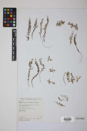 Selaginella novae-hollandiae (Sw.) Spring