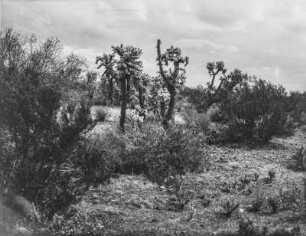 Arizona : Vegetation in Arizona mit Sträuchern und Kakteen