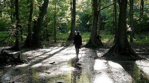 Morgenröte im Aufgang - Hommage à Jacob Böhme