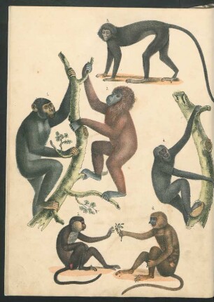 Tafel: [Fig. 1.-11.]