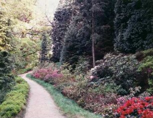 Forstbotanischer Garten Tharandt : Forstbotanischer Garten Tharandt. Partie mit Parkweg, Rhododendronpflanzen und Nadelbäumen