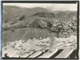 Anbau von Coca, Bananen und Reis bei Chulumani