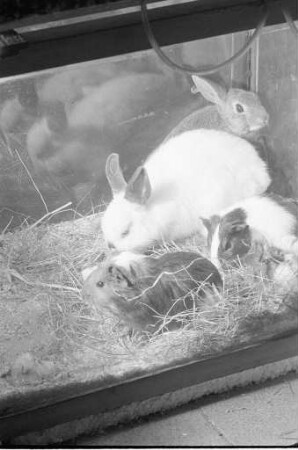Haustier Meerschweinchen und Kaninchen