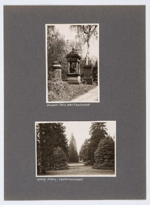 Referenzmappe 3/17 des Fotografen Walter Möbius : Mappenblatt 26 mit zwei Fotografien (Grabmale auf dem Eliasfriedhof in Dresden und Koniferenbestand im Schlosspark Pillnitz)