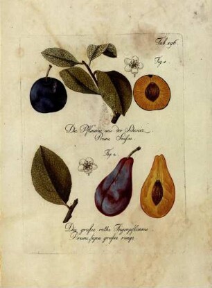 Tab. 196. Fig. 1. Die Pflaume aus der Schweiz [...] Fig. 2. Die grosse rothe Feigenpflaume [...]