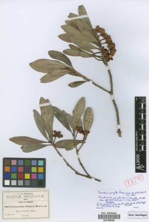 Ternstroemia pringlei (Rose) Standl. [isotype]