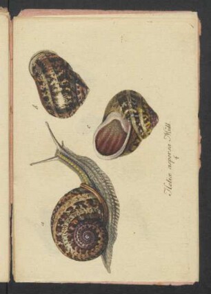 Helix aspersa Müll