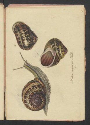 Helix aspersa Müll