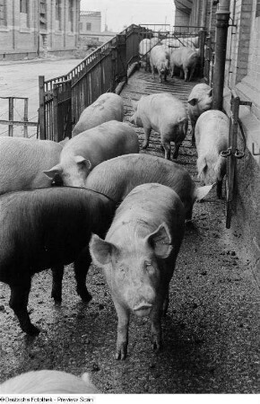 Schweine auf dem Hof eines Schlachthofs