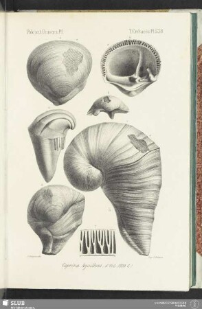 Pl. 538