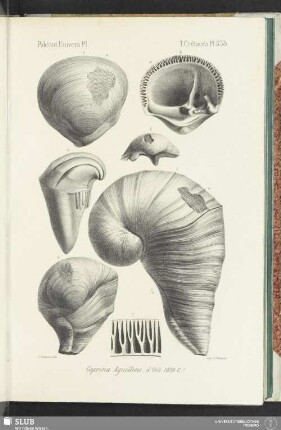 Pl. 538