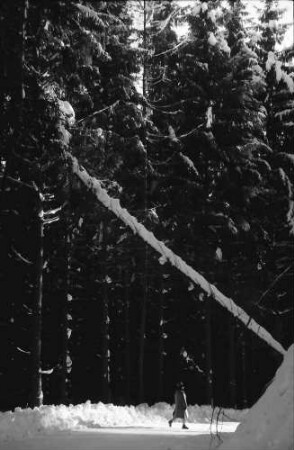 St. Peter: Verschneiter Waldweg; Weg nach Ibental; mit schrägem Baum
