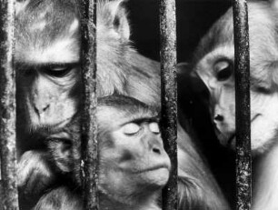 Hamburg-Stellingen. Tierpark Hagenbeck. Die Affen schauen traurig durch die Gitterstäbe