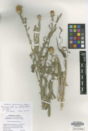 Centaurea golestanica Akhani & Wagenitz