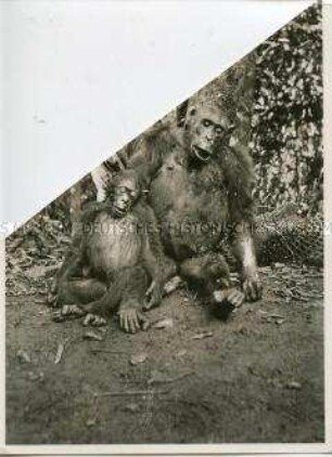 Zwei tote Schimpansen im Urwald (beschnitten)