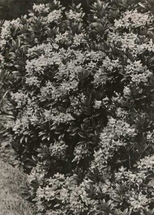 Europa. Rostblättrige Alpenrose (Rhododendron ferrugineum)